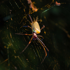 spider on the web