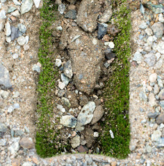 Ecology concept. Rising sprout on dry ground.