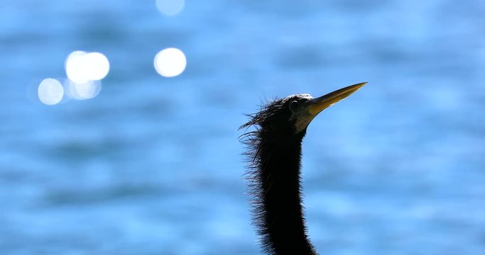 Anhinga Black Bird Head And Long Neck, Background Blur Bokeh Lake Water, Close Up Portrait - DCi 4K Resolution