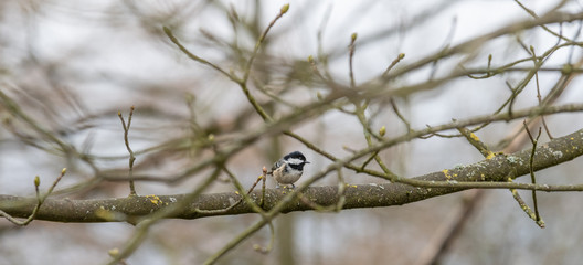 Coal Tit Perched on a Tree Branch