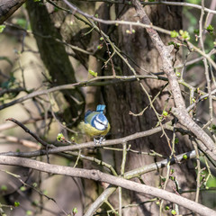 Blue Tite Perched on a Tree Branch