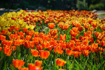 Beautiful tulips blossom in a sunny day at Descanso Garden