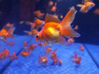 aquarium