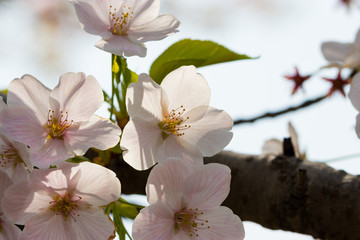 Obraz premium 桜の花 東京都多摩市乞田川