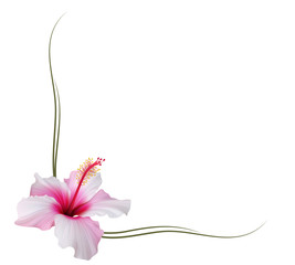 Realistic light pink hibiscus. The symbol of rare elegant beauty.