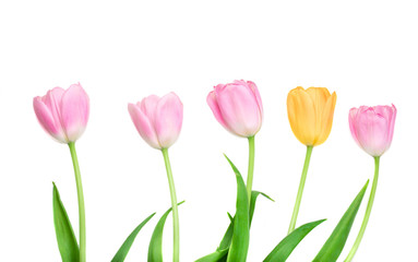 Fresh Spring Tulips Flowers in a row isolated on a white background