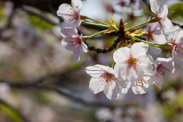 桜の花　東京都多摩市乞田川