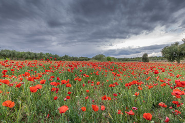 field of poppies