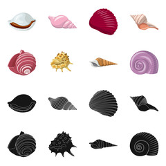 set of sea shells isolated on white background