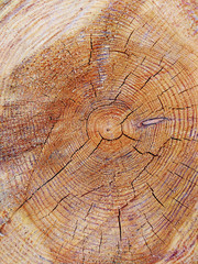 Wooden background, cut of a tree, a log close up. Rings on the cut of a tree trunk.