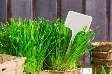 White label for spring gardening sale in green grass with organic pots