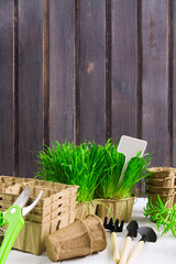 Spring garden. Green grass, organic pots, tools, pruner on wooden background with copy space, retro style