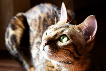 Beautiful Bengal cat