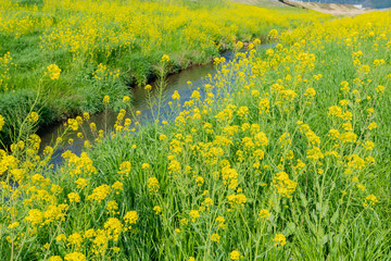 満開の菜の花と春の小川