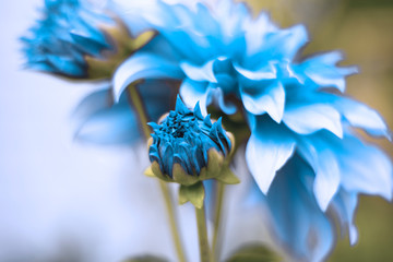 blue flower