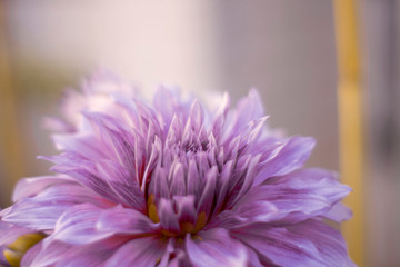 closeup of pink flower