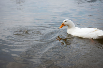 duck