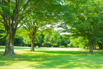 garden trees in the morning