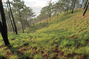 the mist cover hills and lonely pine tree with dense fog and light background at sunrise