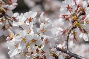 桜の花　東京都多摩市乞田川