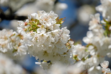 Weiße Blüten der Sauerkirsche