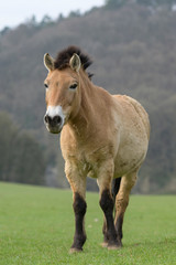 Fototapeta premium Przewalski horse portrait