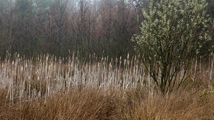 Woodland Landscape in North East England, UK.