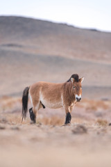 Przewalski horse portrait