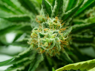 Cannabis, marijuana, master kush hemp bud close up