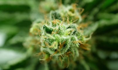Cannabis, marijuana, master kush hemp bud close up