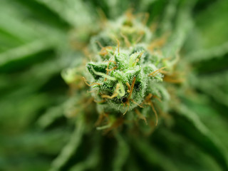 Cannabis, marijuana, master kush hemp bud close up