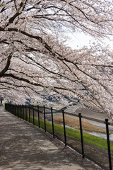 Fototapeta premium 多摩市乞田川の桜並木 東京都多摩市
