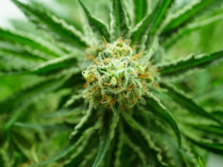 Naklejka na ściany i meble Cannabis, marijuana, master kush hemp bud close up