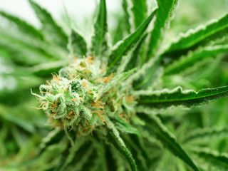 Cannabis, marijuana, master kush hemp bud close up