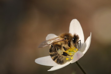 bee on a flower