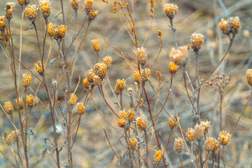 dried inflorescences of plants 001
