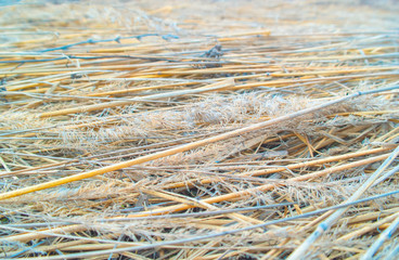dried inflorescences of plants 003