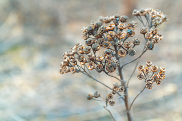 dried inflorescences of plants 004