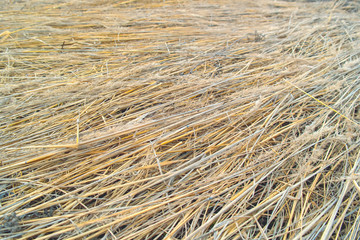 dried inflorescences of plants 005