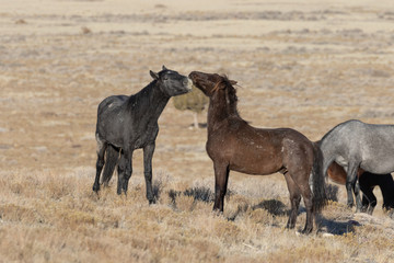 Fototapeta na wymiar Wild Horses in Utah in WEinter