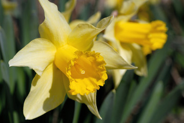 Narcissus flowers on the grass closeup. Shallow depth of field