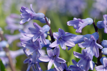 Fototapeta premium Crocus flowers on the grass closeup. Shallow depth of field