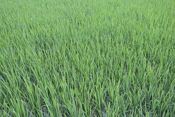 Green rice field - Image - Field of direct-seeded rice.