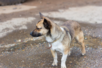 little dog with a collar walking in the street after the rain