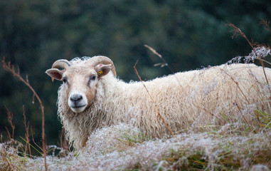 Cute big white ram sheep with long horns looking at you close up