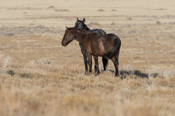 Wild Horses in Utah in WEinter