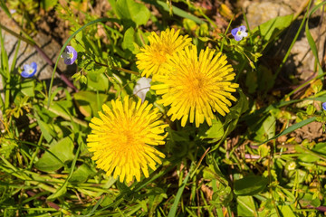 The flowers of a Dandelion plant growing wild in Italy