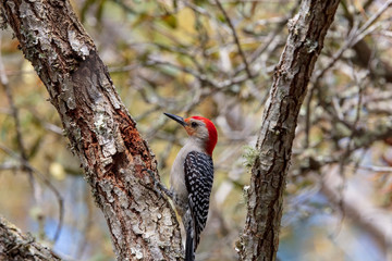 A solitary Red-bellied Woodpecker forages for insects along a limb of a live-oak tree