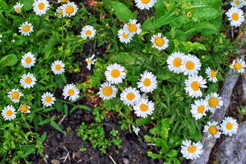 A few chamomiles on green background yellow