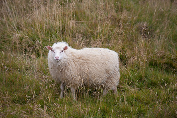 Cute big white ram sheep grazing in the field and looking with interest.